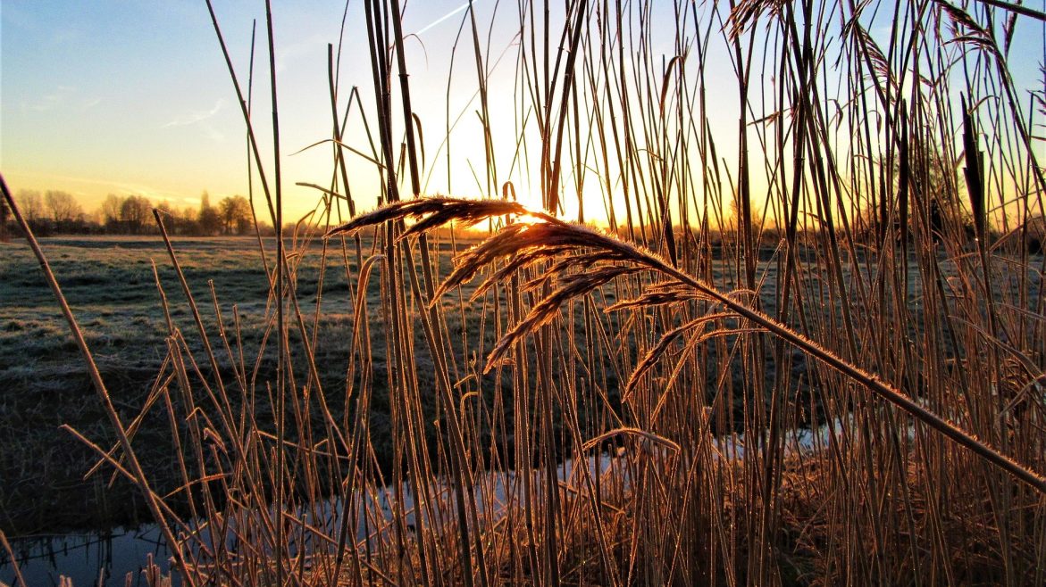 fotorieth-reed-3940748_1920