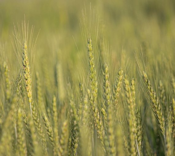 pexels-zaryabhaider-36826793